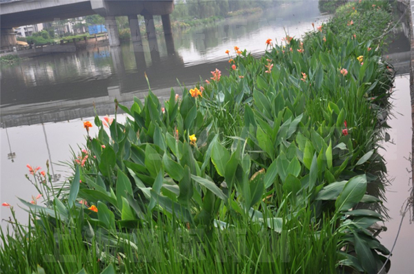 水体黑臭的快速消除法 水体黑臭的快速消除法