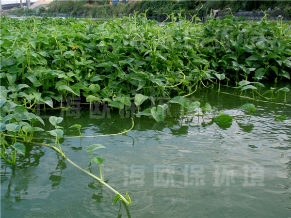 园艺型生态浮岛上的浮水植物