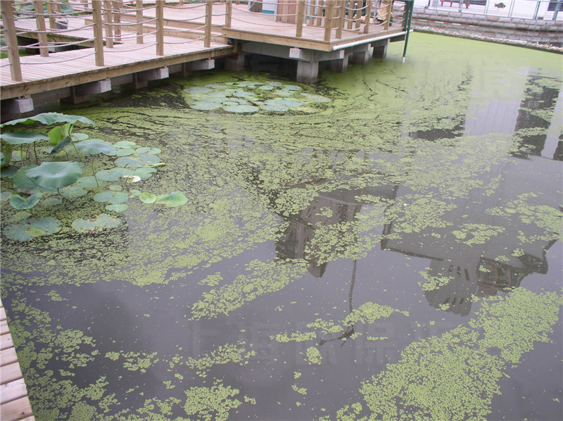 水体流动性差，导致蚊蝇滋生，浮萍泛滥