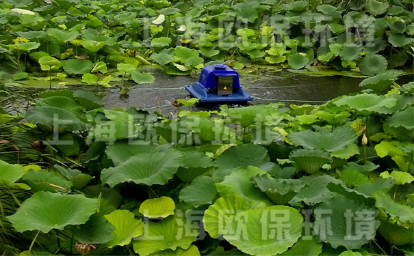 采用太阳能曝气机与种植莲藕结合的氧化塘工艺