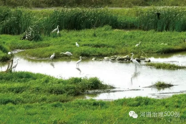 生态池