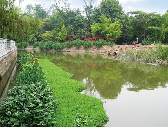 新时代新作为新气象后浜的蜕变:从臭水沟到*美小河,欧保生态浮岛 新时代新作为新气象后浜的蜕变:从臭水沟到*美小河,欧保生态浮岛