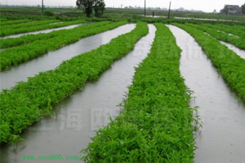 苏州推进农村生活污水治理