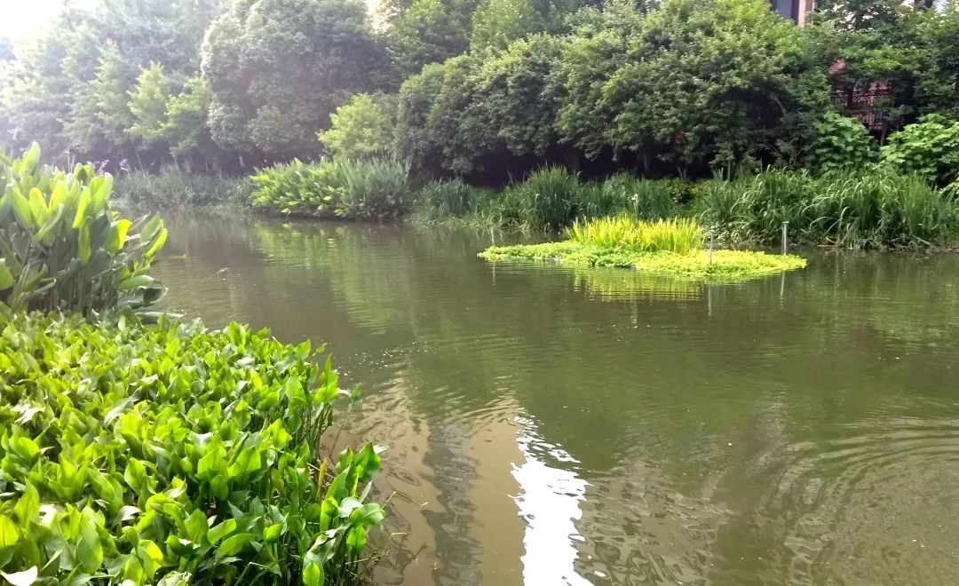 武进铁腕整治黑臭河道,水清岸绿景美又重现 武进铁腕整治黑臭河道,水清岸绿景美又重现