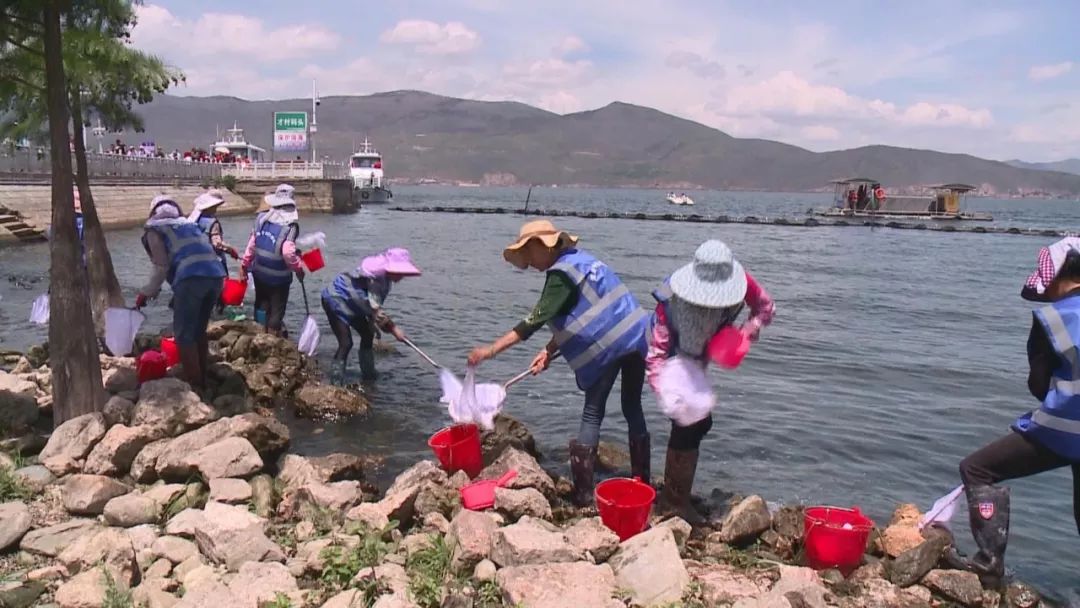 洱海蓝藻大爆发?打捞队员集体大出动除藻! 洱海蓝藻大爆发?打捞队员集体大出动除藻!