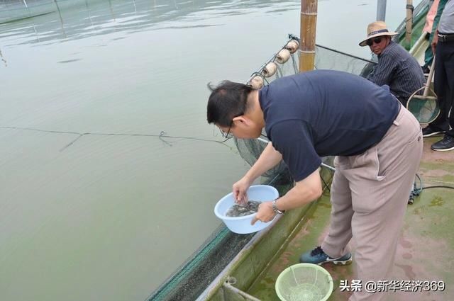 太湖里的这群鱼可吞吃蓝藻5千吨，并成功培育出&ldquo;夏花&rdquo;