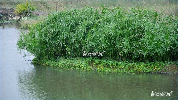 浮田型漂浮湿地应用于坑塘治理