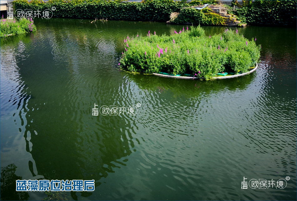 欧保KELPBIO生物操控技术抑除蓝藻前后对比效果,治理后 欧保KELPBIO生物操控技术抑除蓝藻前后对比效果,治理后