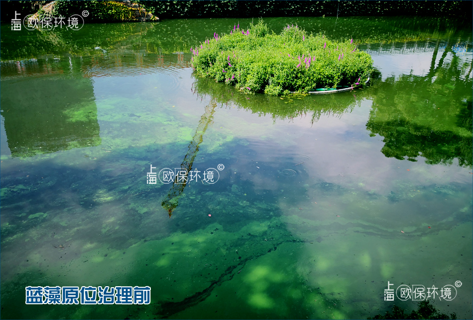 欧保KELPBIO生物操控技术抑除蓝藻前后对比效果,治理前 欧保KELPBIO生物操控技术抑除蓝藻前后对比效果,治理前