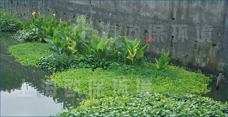 水生植物及浮动系统