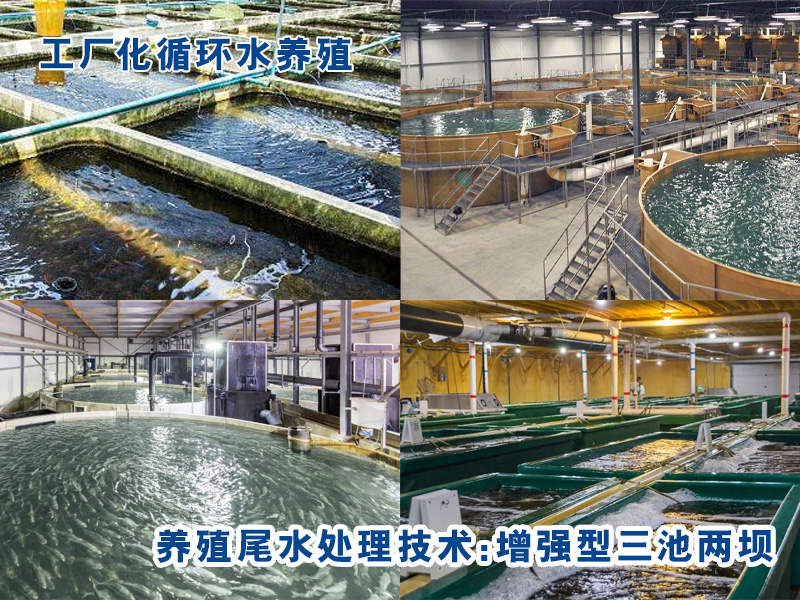 工厂化循环水养殖尾水处理：增强型三池两坝技术