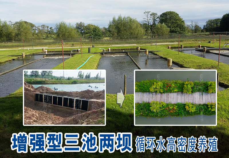 增强型三池两坝循环水高密度养殖